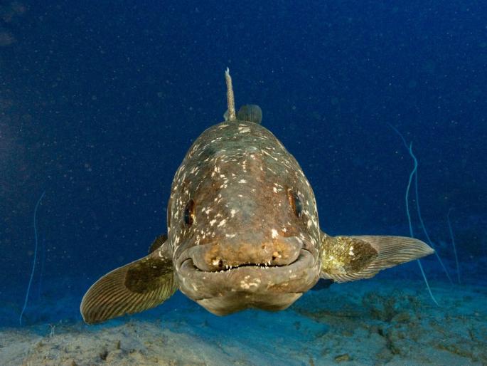 Coelacanths fish found alive, 420 million years old in Madagascar sea, Dinosaur-era | OMG! मादागास्कर बेटांवर सापडला डायनासोर काळातील जिवंत मासा; 42 कोटी वर्षे जुनी प्रजाती Coelacanths fish found alive, 420 million years old in Madagascar sea, Dinosaur-era | OMG! मादागास्कर बेटांवर सापडला डायनासोर काळातील जिवंत मासा; 42 कोटी वर्षे जुनी प्रजाती