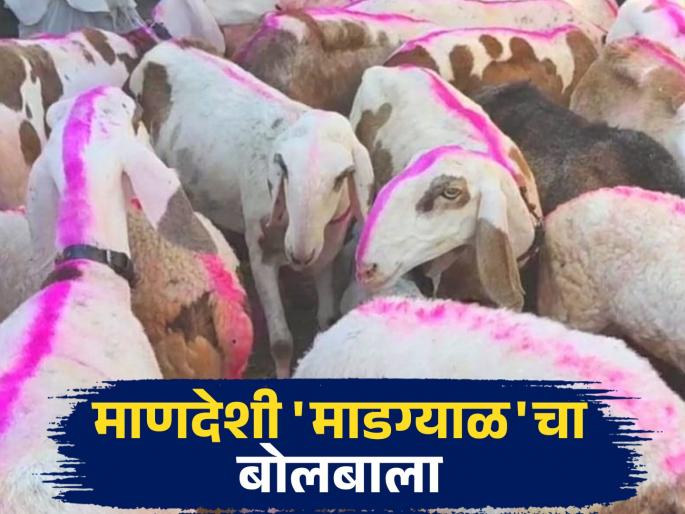 Madgyal Mendhi : Bids for Madgyal sheep in this market range from 20 thousand to 5 lakhs | Madgyal Mendhi : माणदेशी माडग्याळ मेंढ्यांना 'या' बाजारात २० हजारांपासून ५ लाखांपर्यंतची बोली Madgyal Mendhi : Bids for Madgyal sheep in this market range from 20 thousand to 5 lakhs | Madgyal Mendhi : माणदेशी माडग्याळ मेंढ्यांना 'या' बाजारात २० हजारांपासून ५ लाखांपर्यंतची बोली