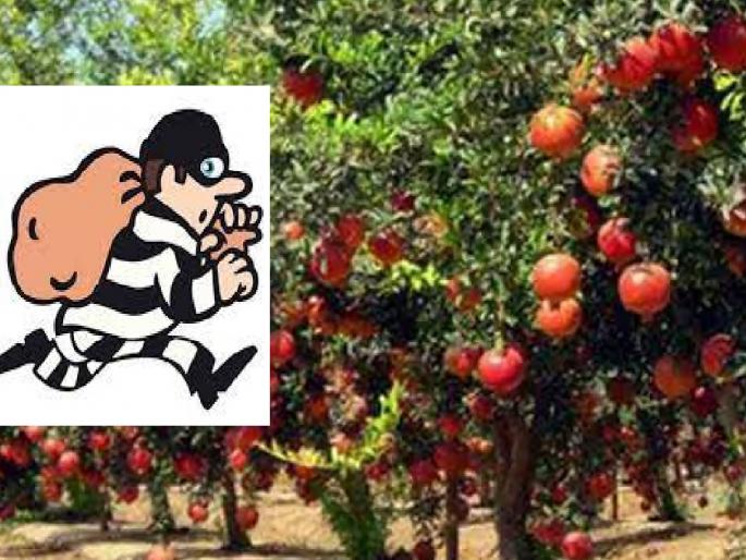 Thieves spree in Madgyal Sangli, seven lakh pomegranates looted in a week | Sangli: माडग्याळमध्ये चोरट्यांचा धुमाकूळ, आठवड्यात सात लाखांचे डाळिंब लंपास