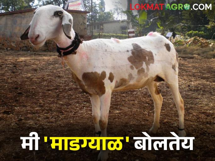 Madgyal sheep is the glory of Maharashtra.. calling Why not give me national recognition from nbagr | महाराष्ट्राचे वैभव - माडग्याळ मेंढीची सार्थ हाक.. मला का देत नाही राष्ट्रीय मान्यता Madgyal sheep is the glory of Maharashtra.. calling Why not give me national recognition from nbagr | महाराष्ट्राचे वैभव - माडग्याळ मेंढीची सार्थ हाक.. मला का देत नाही राष्ट्रीय मान्यता