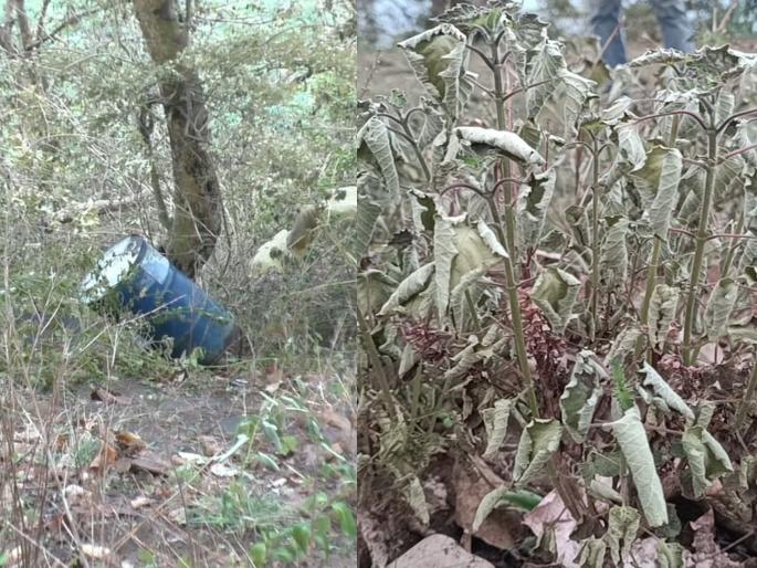 Drums of dangerous chemicals thrown from trucks in Madh forest | मढच्या जंगलात ट्रकमधून फेकले धोकादायक केमिकलचे ड्रम; श्वास घ्यायला होतोय त्रास Drums of dangerous chemicals thrown from trucks in Madh forest | मढच्या जंगलात ट्रकमधून फेकले धोकादायक केमिकलचे ड्रम; श्वास घ्यायला होतोय त्रास