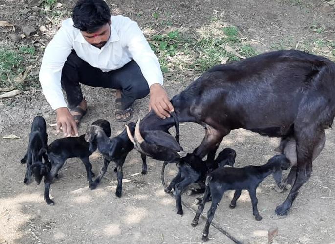 Listen to it; Five goats in Londwadi; Look at the crowd | ऐकावं ते नवलचं; लोंढेवाडीत शेळीला पाच पिल्लं; बघ्यांची गर्दी Listen to it; Five goats in Londwadi; Look at the crowd | ऐकावं ते नवलचं; लोंढेवाडीत शेळीला पाच पिल्लं; बघ्यांची गर्दी