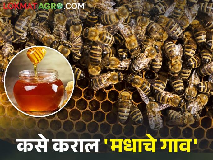 Approval to implement 'Madhache Gaon' honey village scheme in the state; How is the village selected? | राज्यात 'मधाचे गाव' योजना राबविण्यास मान्यता; कशी केली जाते गावाची निवड Approval to implement 'Madhache Gaon' honey village scheme in the state; How is the village selected? | राज्यात 'मधाचे गाव' योजना राबविण्यास मान्यता; कशी केली जाते गावाची निवड