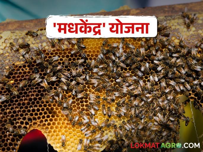 Apiary scheme for beekeeping | मधमाशीपालन व्यवसाय करताय? खादी व ग्रामोद्योग मंडळाची ही योजना देतेय अनुदान Apiary scheme for beekeeping | मधमाशीपालन व्यवसाय करताय? खादी व ग्रामोद्योग मंडळाची ही योजना देतेय अनुदान