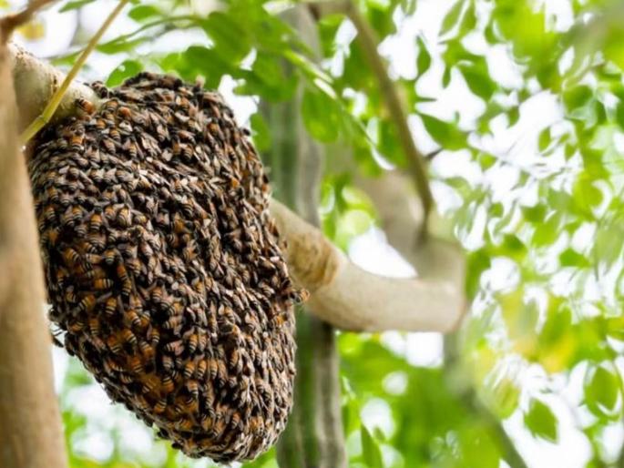 Bees attack 200 civilians in funeral procession; | अंत्ययात्रेतील २०० नागरिकांवर मधमाशांचा प्राणघातक हल्ला; मृतदेह खाली ठेवून नागरिकांनी ठोकली धूम Bees attack 200 civilians in funeral procession; | अंत्ययात्रेतील २०० नागरिकांवर मधमाशांचा प्राणघातक हल्ला; मृतदेह खाली ठेवून नागरिकांनी ठोकली धूम