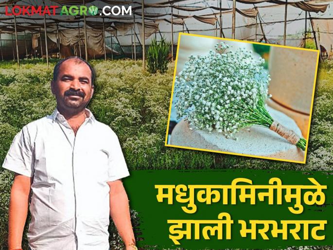 farmer jeevan fell in love with Madhukamini ornamental crop; Cultivated and he became popular | जीवन पडला मधुकामिनीच्या प्रेमात; लागवड केली अन् आला फारमात farmer jeevan fell in love with Madhukamini ornamental crop; Cultivated and he became popular | जीवन पडला मधुकामिनीच्या प्रेमात; लागवड केली अन् आला फारमात