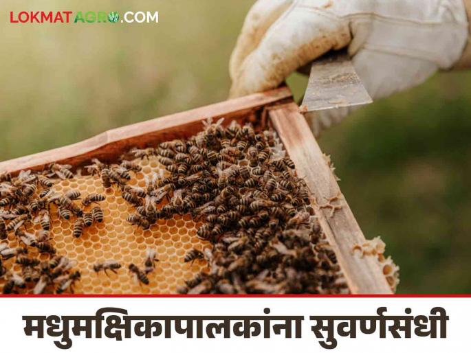 Madhmashi Palan Yojana : Beekeepers, register on the Madhukranti portal and benefit from many schemes | Madhmashi Palan Yojana : मधुमक्षिकापालकांनो मधुक्रांती पोर्टलवर नोंदणी करून घ्या अनेक योजनांचा लाभ Madhmashi Palan Yojana : Beekeepers, register on the Madhukranti portal and benefit from many schemes | Madhmashi Palan Yojana : मधुमक्षिकापालकांनो मधुक्रांती पोर्टलवर नोंदणी करून घ्या अनेक योजनांचा लाभ