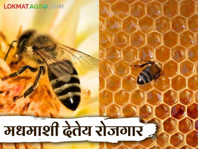 Earn more income by doing beekeeping as a complementary business; Register for the scheme today | मधुमक्षिकापालन हा कृषिपूरक व्यवसाय करून कमवा अधिकच उत्पन्न; योजनेसाठी आजच नोंदणी करा Earn more income by doing beekeeping as a complementary business; Register for the scheme today | मधुमक्षिकापालन हा कृषिपूरक व्यवसाय करून कमवा अधिकच उत्पन्न; योजनेसाठी आजच नोंदणी करा