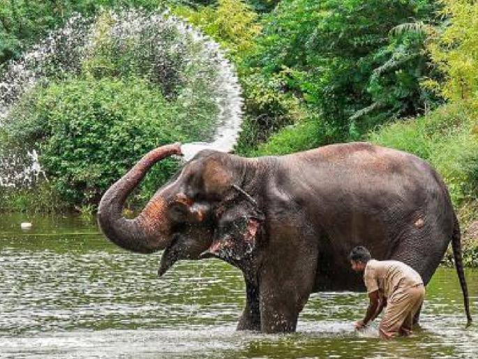 Big update from Supreme Court regarding Madhuri the elephant! Will the elephant come to Kolhapur or stay in the forest? | माधुरी हत्तीबाबत सुप्रीम कोर्टातून मोठी अपडेट! हत्ती कोल्हापूरला येणार की वनतारामध्ये राहणार? Big update from Supreme Court regarding Madhuri the elephant! Will the elephant come to Kolhapur or stay in the forest? | माधुरी हत्तीबाबत सुप्रीम कोर्टातून मोठी अपडेट! हत्ती कोल्हापूरला येणार की वनतारामध्ये राहणार?