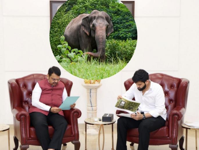 Mahadevi Elephant: Maharashtra government and Vantara will work together to bring back the madhuri elephant | Mahadevi Elephant: ‘महादेवी’च्या परतीसाठी महाराष्ट्र सरकार आणि वंतारा एकत्र Mahadevi Elephant: Maharashtra government and Vantara will work together to bring back the madhuri elephant | Mahadevi Elephant: ‘महादेवी’च्या परतीसाठी महाराष्ट्र सरकार आणि वंतारा एकत्र