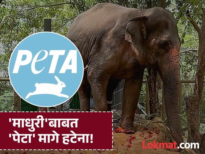 Kolhapur Mahadevi Elephant 'here is no center in Maharashtra to treat Mahadevi the elephant PETA declares its position | 'महादेवी हत्तीणीवर उपचार करण्यासाठी महाराष्ट्रात एकही केंद्र नाही', 'पेटा'ने जाहीर केली भूमिका