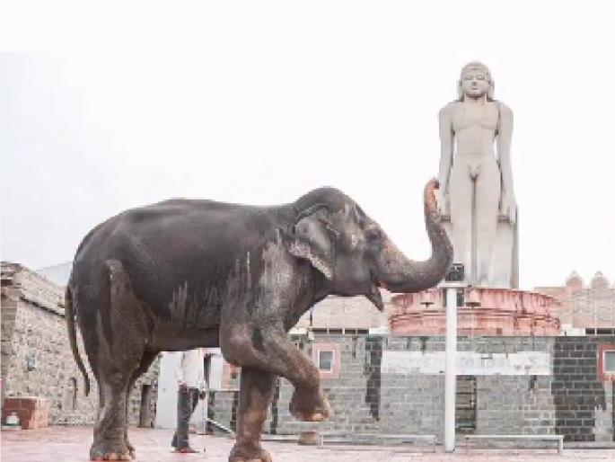 The way was cleared in a hearing before a high level committee on Monday to bring back the Madhuri Hattini of the Nandani Math which was taken to Vantara to the Math premises | माधुरी हत्तिणीला नांदणीत आणण्याचा मार्ग मोकळा, मठाच्या जागेत पुनर्वसन केंद्र उभारण्यास मिळाली पूर्वपरवानगी The way was cleared in a hearing before a high level committee on Monday to bring back the Madhuri Hattini of the Nandani Math which was taken to Vantara to the Math premises | माधुरी हत्तिणीला नांदणीत आणण्याचा मार्ग मोकळा, मठाच्या जागेत पुनर्वसन केंद्र उभारण्यास मिळाली पूर्वपरवानगी
