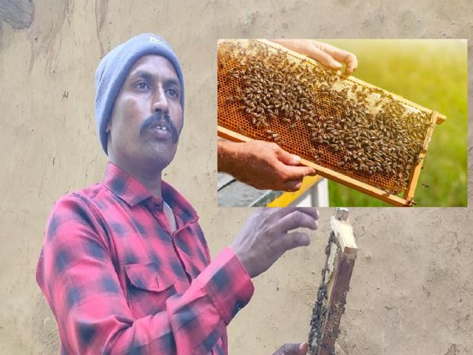 Beekeeper Dharmaji Kamble left his work as a mason and earned lakhs of rupees from beekeeping | Kolhapur: गवंडी काम सोडले, 'मधुमक्षिका पालनातून लाखो रुपये कमवले  Beekeeper Dharmaji Kamble left his work as a mason and earned lakhs of rupees from beekeeping | Kolhapur: गवंडी काम सोडले, 'मधुमक्षिका पालनातून लाखो रुपये कमवले