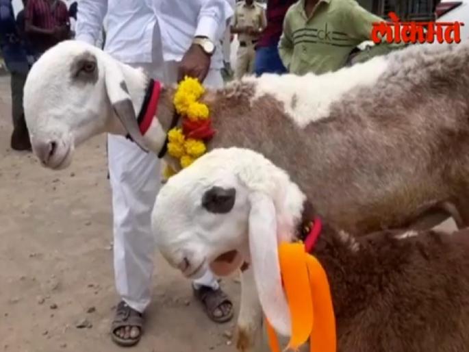Discussion of 31 lakh goats of Atpadi | पोपटासारखी चोच, आटपाडीच्या ३१ लाखांच्या बकऱ्याचीच चर्चा Discussion of 31 lakh goats of Atpadi | पोपटासारखी चोच, आटपाडीच्या ३१ लाखांच्या बकऱ्याचीच चर्चा