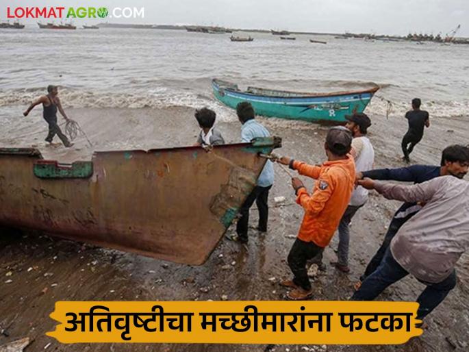 latest news Fishermen Damage: Crisis in fisheries in Marathwada; Fish seeds worth 2 crores washed away Read in detail | Fishermen Damage : मराठवाड्यात मत्स्यव्यवसायावर संकट; २ कोटींचे मत्स्यबीज वाहून गेले वाचा सविस्तर