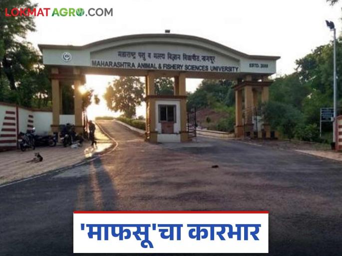 MAFSU: Why is the source of research grants for 'MAFSU' drying up? Read the case in detail | MAFSU : 'माफसू'च्या संशोधन अनुदानाचा झराच आटत-आटत कोरडा काय आहे प्रकरण वाचा सविस्तर MAFSU: Why is the source of research grants for 'MAFSU' drying up? Read the case in detail | MAFSU : 'माफसू'च्या संशोधन अनुदानाचा झराच आटत-आटत कोरडा काय आहे प्रकरण वाचा सविस्तर