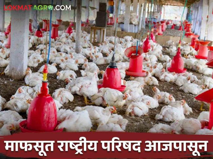 Poultry : The problems of poultry producers will be discussed | poultry : पशुवैद्यकीय महाविद्यालयात वार्षिक परिषदेचे आयोजन; कुक्कुटपालन उत्पादकांच्या समस्यांवर होणार चर्चा  Poultry : The problems of poultry producers will be discussed | poultry : पशुवैद्यकीय महाविद्यालयात वार्षिक परिषदेचे आयोजन; कुक्कुटपालन उत्पादकांच्या समस्यांवर होणार चर्चा
