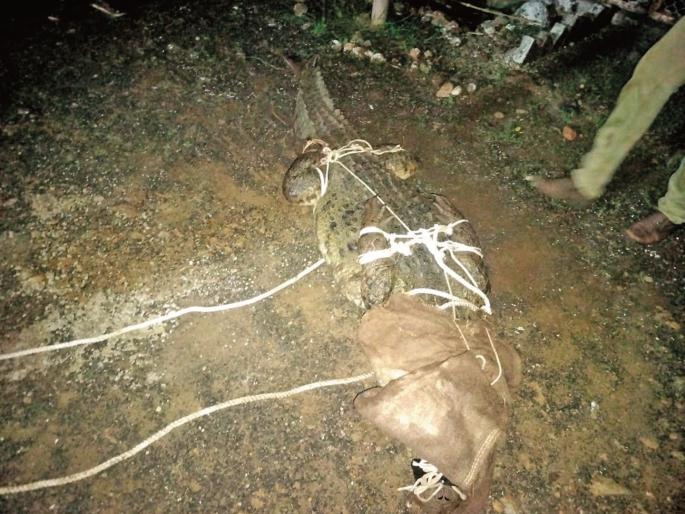 Latur: 8 feet long, 100 kg crocodile caught from Kenderwadi Shivara, farmers' fears allayed | Latur: केंद्रेवाडीतून ८ फुट लांब, १०० किलो वजनाची मगर पकडली; शेतकऱ्यांची धास्ती मिटली