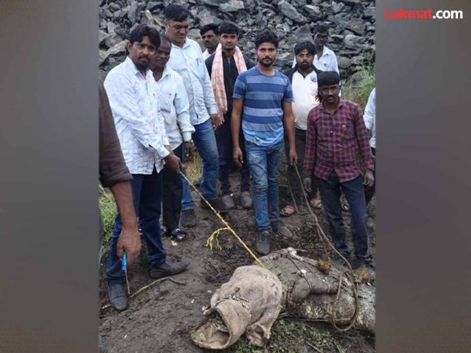 Went to field for spraying and found alligator in well; shocks in Vadgaon Lakh Shivara | १५० किलो वजन, ८ फुट लांब; शेतातील विहिरीत महाकाय मगर आढळल्याने खळबळ Went to field for spraying and found alligator in well; shocks in Vadgaon Lakh Shivara | १५० किलो वजन, ८ फुट लांब; शेतातील विहिरीत महाकाय मगर आढळल्याने खळबळ