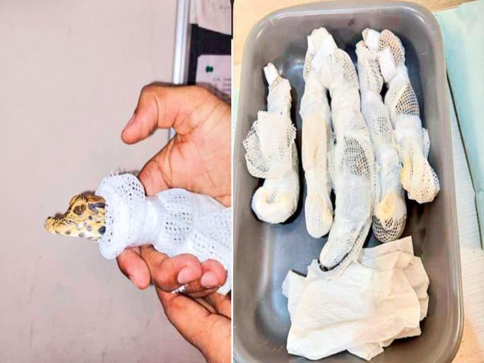 trafficking in baby crocodiles; Two arrested at Mumbai airport | मगरींच्या पिल्लांची तस्करी; मुंबई विमानतळावर दोघांना अटक trafficking in baby crocodiles; Two arrested at Mumbai airport | मगरींच्या पिल्लांची तस्करी; मुंबई विमानतळावर दोघांना अटक