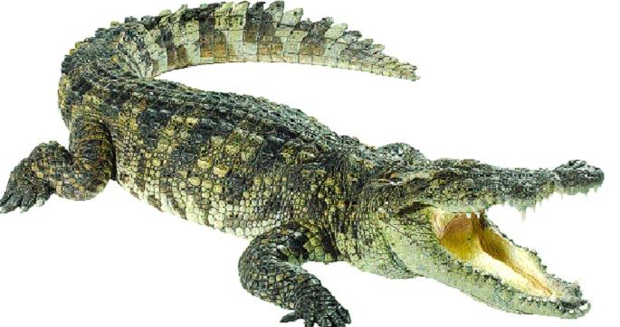 Crocodile handed over to wildlife department | जायकवाडीतील ‘ती’ मगर वन्यजीव विभागाकडे सुपूर्द