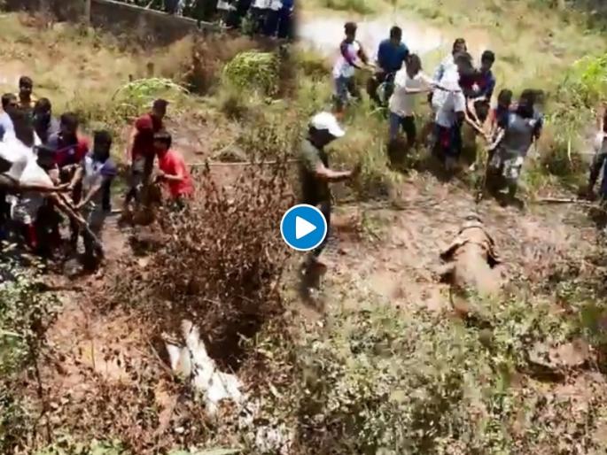 Sangli Forest Department caught a 12-foot long crocodile in sangliwadi area | सांगलीत वन विभागाने पकडली तब्बल 12 फुटी मगर, परिसरात भीतीचे वातावरण