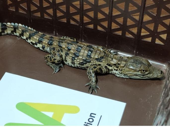 Wild Animal Crocodile Smuggling Accused Arrested: Baby Crocodile Released | वन्य प्राणी मगरीची तस्करी करणाऱ्या आरोपीस अटक: मगरीच्या पिलाची सुटका Wild Animal Crocodile Smuggling Accused Arrested: Baby Crocodile Released | वन्य प्राणी मगरीची तस्करी करणाऱ्या आरोपीस अटक: मगरीच्या पिलाची सुटका
