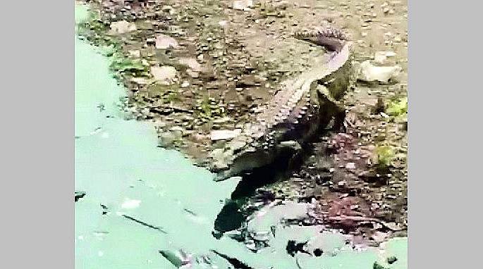finally the crocodile spotted in nagpur nag river caught in the trap | कोंबडी खाण्यासाठी आली अन् जाळ्यात अडकली मगर
