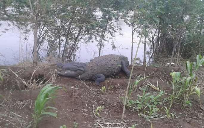 Crocodile sighting at Hebbal | हेब्बाळ येथे मगरींचे दर्शन,काठावरील गावांना सावधानतेचा इशारा Crocodile sighting at Hebbal | हेब्बाळ येथे मगरींचे दर्शन,काठावरील गावांना सावधानतेचा इशारा