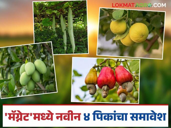 MAGNET Project : Four more new crops added to Magnet Project, new GR introduced; Read in detail | MAGNET Project : मॅग्नेट प्रकल्पात अजून चार नवीन पिकांची भर, आला नवीन जीआर; वाचा सविस्तर MAGNET Project : Four more new crops added to Magnet Project, new GR introduced; Read in detail | MAGNET Project : मॅग्नेट प्रकल्पात अजून चार नवीन पिकांची भर, आला नवीन जीआर; वाचा सविस्तर