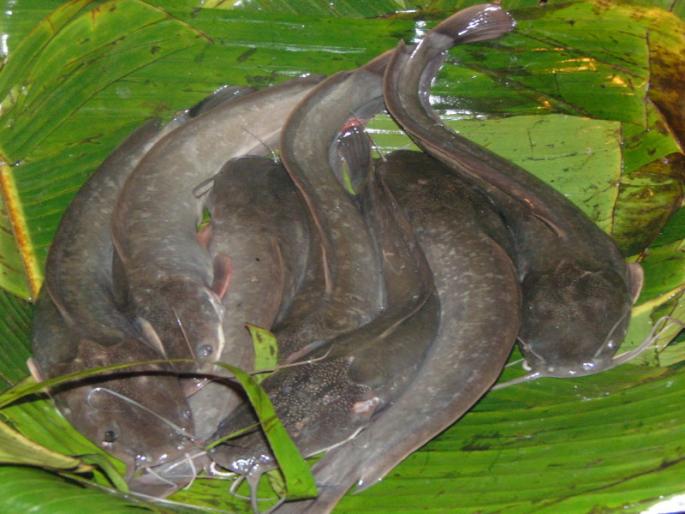 illegal fishery farming at Digrajvadi | डिंग्रजवाडीत बेकायदा मांगूर माशांची शेती :१३ जणांवर गुन्हा दाखल