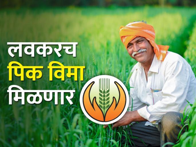 Give compensation to farmers in eight days, government tells insurance companies | शेतकऱ्यांना आठ दिवसांत नुकसानभरपाई द्या, सरकारची विमा कंपन्यांना तंबी Give compensation to farmers in eight days, government tells insurance companies | शेतकऱ्यांना आठ दिवसांत नुकसानभरपाई द्या, सरकारची विमा कंपन्यांना तंबी