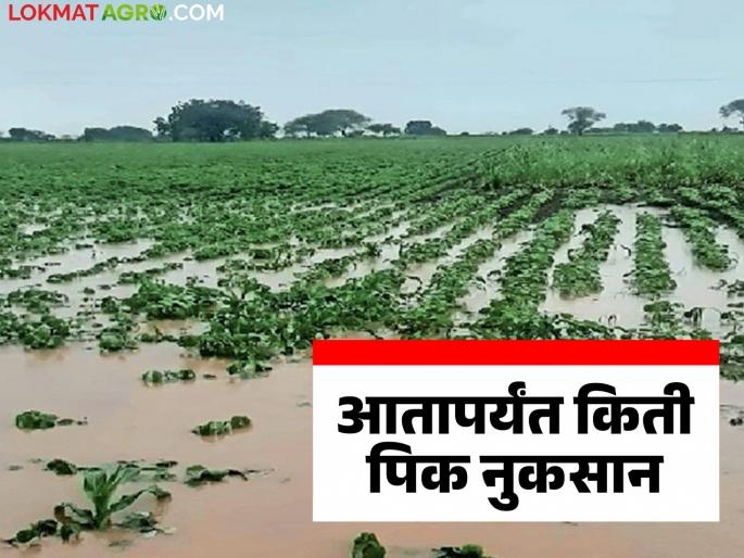 Pik Nuksan: Crops damaged on 26 lakh 70 thousand hectares in the state; 'These' five districts are the worst hit | Pik Nuksan : राज्यात तब्बल २६ लाख ७० हजार हेक्टरवरील पिकांचे नुकसान; 'या' पाच जिल्ह्यांना सर्वाधिक फटका