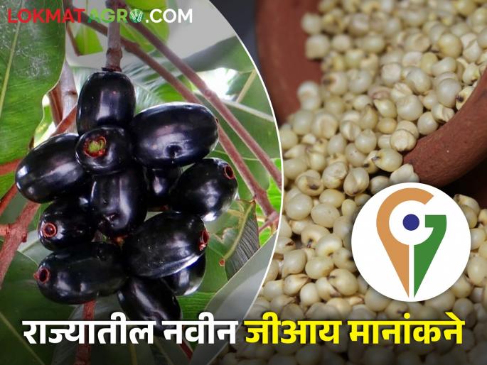 GI rating of seven agricultural products in Maharashtra | महाराष्ट्रातील सात कृषि उत्पादनांना जीआय मानांकन GI rating of seven agricultural products in Maharashtra | महाराष्ट्रातील सात कृषि उत्पादनांना जीआय मानांकन