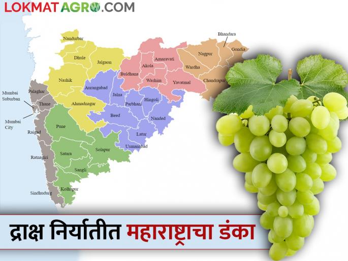 In grape cultivation, we have king; Our pattern is rhythmic | द्राक्ष शेतीत आमचा नाद नाय करायचा; आमचा पॅटर्नच लय हटके In grape cultivation, we have king; Our pattern is rhythmic | द्राक्ष शेतीत आमचा नाद नाय करायचा; आमचा पॅटर्नच लय हटके