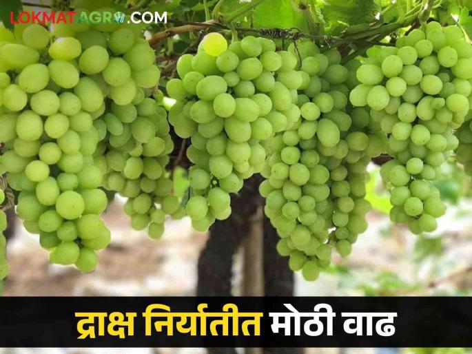 Grapes of the state are preferred by Western countries. How much was exported this year? | राज्यातील द्राक्षांना पाश्चिमात्त्य देशांची पसंती यंदा किती झाली निर्यात Grapes of the state are preferred by Western countries. How much was exported this year? | राज्यातील द्राक्षांना पाश्चिमात्त्य देशांची पसंती यंदा किती झाली निर्यात