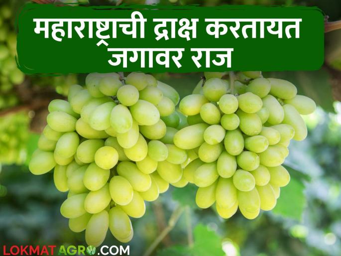 Grape Export Maharashtra dominates in grape export; Number one in the country | Grape Export द्राक्ष निर्यातीत महाराष्ट्राचा दबदबा; देशात नंबर एकवर Grape Export Maharashtra dominates in grape export; Number one in the country | Grape Export द्राक्ष निर्यातीत महाराष्ट्राचा दबदबा; देशात नंबर एकवर