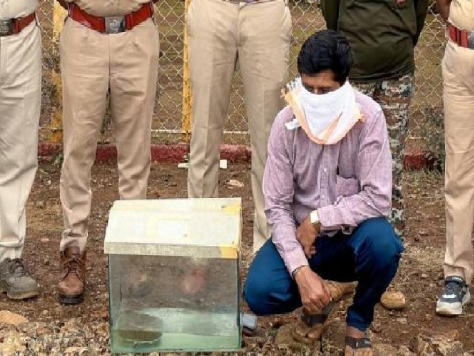 A case against the owner of a resort in Mahabaleshwar for keeping a rare breed of turtle | Satara: दुर्मीळ जातीचे कासव पाळले; महाबळेश्वरमधील रिसॉर्ट मालकावर गुन्हा A case against the owner of a resort in Mahabaleshwar for keeping a rare breed of turtle | Satara: दुर्मीळ जातीचे कासव पाळले; महाबळेश्वरमधील रिसॉर्ट मालकावर गुन्हा