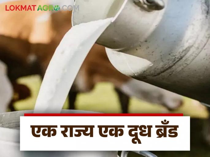 Dudh Dar : Positive decision soon to provide equal price for milk in the state | Dudh Dar : राज्यात दुधाला समान दर देण्यासाठी लवकरच सकारात्मक निर्णय Dudh Dar : Positive decision soon to provide equal price for milk in the state | Dudh Dar : राज्यात दुधाला समान दर देण्यासाठी लवकरच सकारात्मक निर्णय