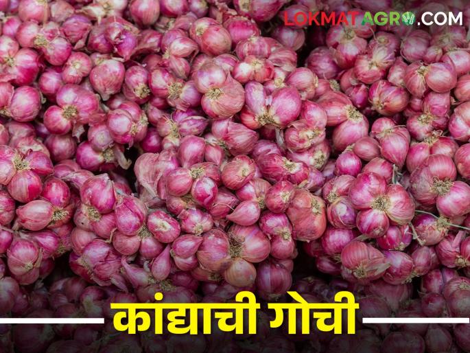 Export warehouse very low; Will the price of onion rise or fall again? | निर्यातीचा कोठा अतिशय कमी; कांद्याचे भाव पुन्हा वाढणार की कोसळणार Export warehouse very low; Will the price of onion rise or fall again? | निर्यातीचा कोठा अतिशय कमी; कांद्याचे भाव पुन्हा वाढणार की कोसळणार