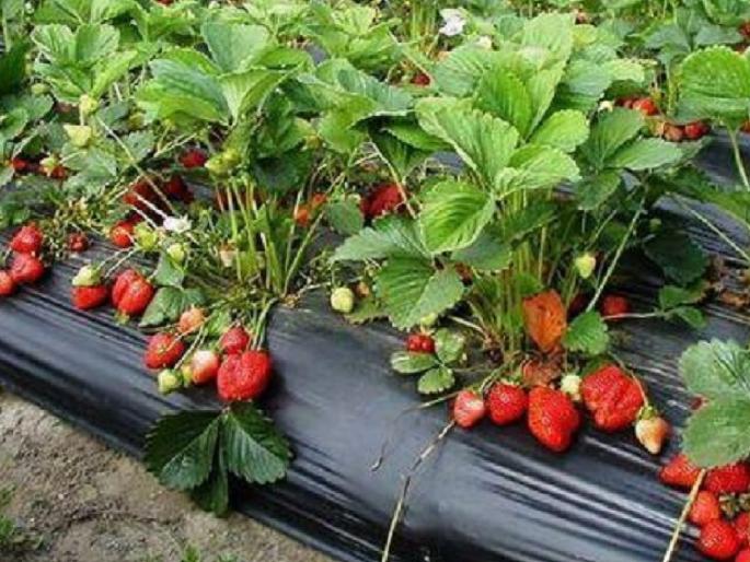 Mahabaleshwar is not only a tourist destination but recently it has also become a research center | महाबळेश्वर बनतंय संशोधनाचं हब!, शेतकऱ्यांसाठी पर्वणी; गहू अन् ढगांनंतर होणार स्ट्रॉबेरीवर संशोधन Mahabaleshwar is not only a tourist destination but recently it has also become a research center | महाबळेश्वर बनतंय संशोधनाचं हब!, शेतकऱ्यांसाठी पर्वणी; गहू अन् ढगांनंतर होणार स्ट्रॉबेरीवर संशोधन