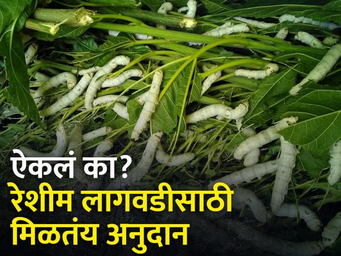Latest News Cultivate mulberry and get government subsidy of 3 lakhs for sericulture | महारेशीम अभियानातंर्गत तुती लागवडीसाठी पावणे दोन लाख रुपयांचे अनुदान, काय आहे ही योजना? Latest News Cultivate mulberry and get government subsidy of 3 lakhs for sericulture | महारेशीम अभियानातंर्गत तुती लागवडीसाठी पावणे दोन लाख रुपयांचे अनुदान, काय आहे ही योजना?
