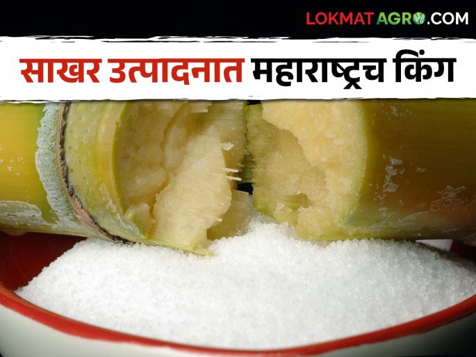 Maharashtra Sugar Production So many lakh tonnes of sugar produced in the state; An increase of 5 lakh tonnes over last year | Maharashtra Sugar Production राज्यात इतके लाख टन साखरेचे उत्पादन; गेल्या वर्षापेक्षा ५ लाख टनांची वाढ