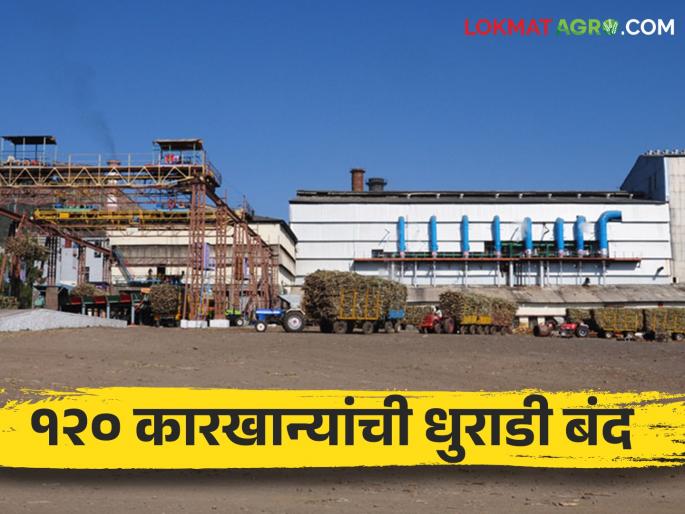 The sugarcane season in the state is in its final phase; which division leading in sugar production | राज्यातील ऊसगाळप हंगाम अंतिम टप्प्यात; साखर उत्पादन उताऱ्यात कोणत्या विभागाची आघाडी The sugarcane season in the state is in its final phase; which division leading in sugar production | राज्यातील ऊसगाळप हंगाम अंतिम टप्प्यात; साखर उत्पादन उताऱ्यात कोणत्या विभागाची आघाडी