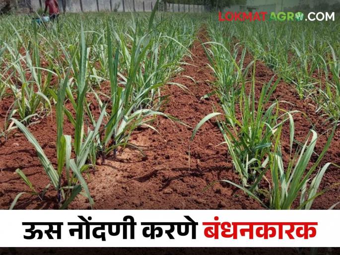Maha Us Nondani; Fill the sugarcane area information by 15th June or else forget the sugarcane crushing permission | Maha Us Nondani ऊसक्षेत्राची माहिती १५ जूनपर्यंत भरा नाहीतर गाळपाची परवानगी विसरा Maha Us Nondani; Fill the sugarcane area information by 15th June or else forget the sugarcane crushing permission | Maha Us Nondani ऊसक्षेत्राची माहिती १५ जूनपर्यंत भरा नाहीतर गाळपाची परवानगी विसरा