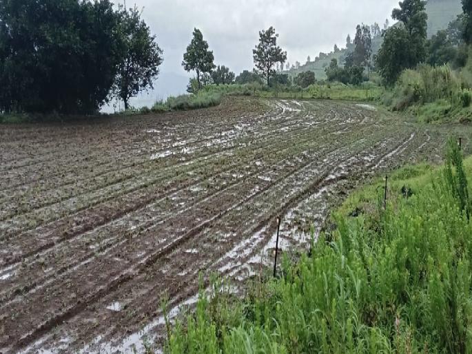 Crops in Mahabaleshwar taluka suffer major damage due to rain | ग्राउंड रिपोर्ट: वाटाणा सडला; शेतकरी रडला!, अतिवृष्टीमुळे महाबळेश्वर तालुक्यातील पिकांना मोठा फटका