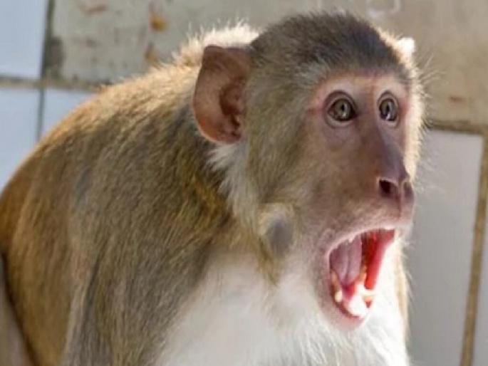 Monkey attacks child at Kate Point Mahabaleshwar | महाबळेश्वरच्या केट्स पॉइंटवर माकडाचा मुलावर हल्ला Monkey attacks child at Kate Point Mahabaleshwar | महाबळेश्वरच्या केट्स पॉइंटवर माकडाचा मुलावर हल्ला