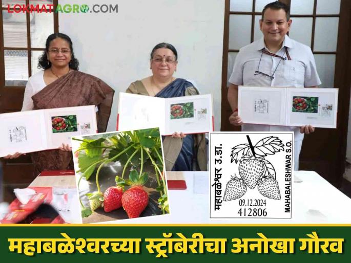 A unique tribute from the post office to the strawberry fruit symbolizing the hard work of farmers | शेतकऱ्यांच्या श्रमाचे प्रतीक असलेल्या स्ट्रॉबेरी फळाचा पोस्टाकडून अनोखा सन्मान