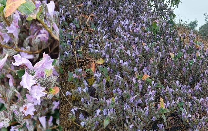 The genus Strobilanthus scrobiculatus flourished in Mahabaleshwar after 16 years | महाबळेश्वरच्या सौंदर्यात आणखीन एक मनमोहक नजारा, सोळा वर्षांनंतर बहरली ‘सुपुष्पा’ वनस्पती ! The genus Strobilanthus scrobiculatus flourished in Mahabaleshwar after 16 years | महाबळेश्वरच्या सौंदर्यात आणखीन एक मनमोहक नजारा, सोळा वर्षांनंतर बहरली ‘सुपुष्पा’ वनस्पती !