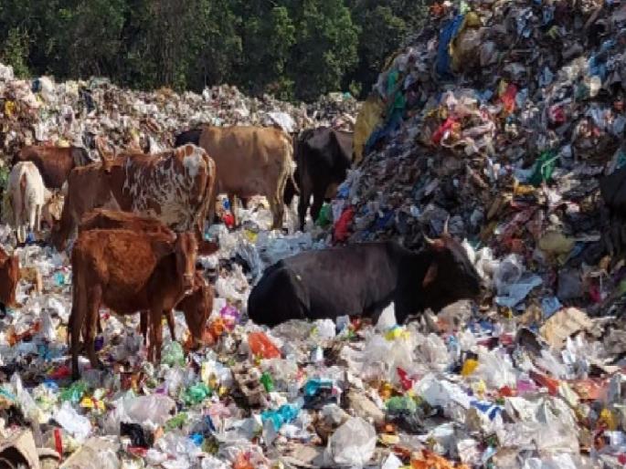 Garbage dumped in forest area in Mahabaleshwar Case registered against chief officer | Satara: महाबळेश्वरमध्ये कचरा वनहद्दीत; मुख्याधिकाऱ्यांवर गुन्हा दाखल Garbage dumped in forest area in Mahabaleshwar Case registered against chief officer | Satara: महाबळेश्वरमध्ये कचरा वनहद्दीत; मुख्याधिकाऱ्यांवर गुन्हा दाखल